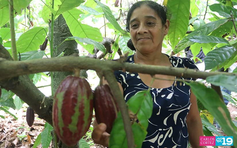 CACAO42