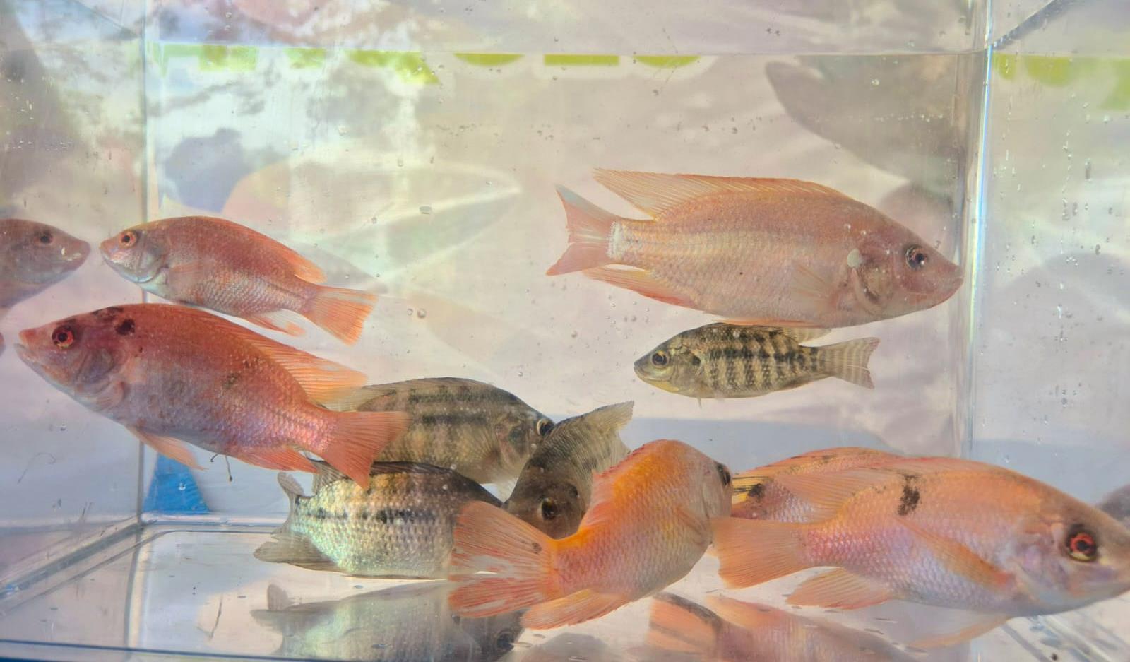 TILAPIA3