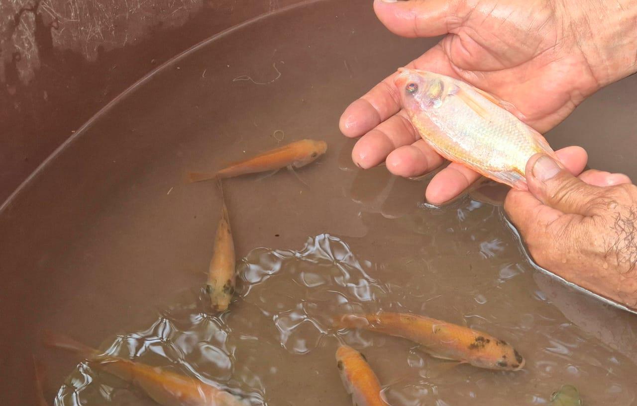 TILAPIA8