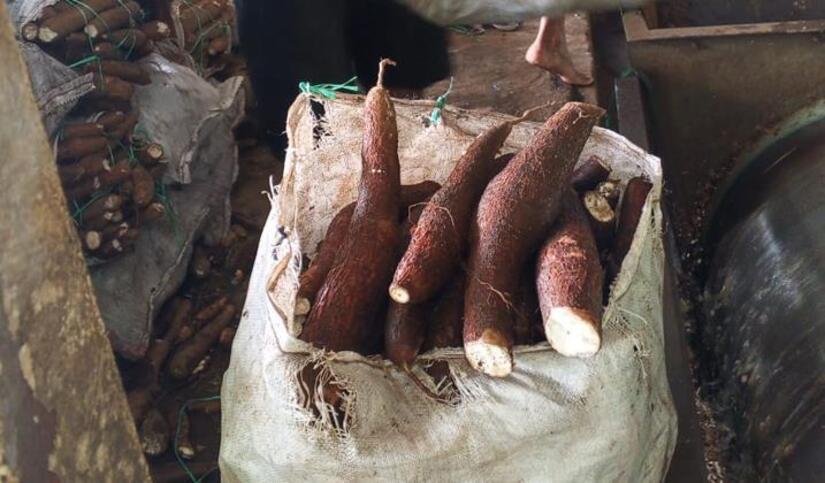 YUCA2