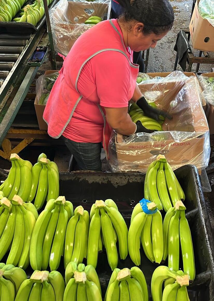 BANANO1