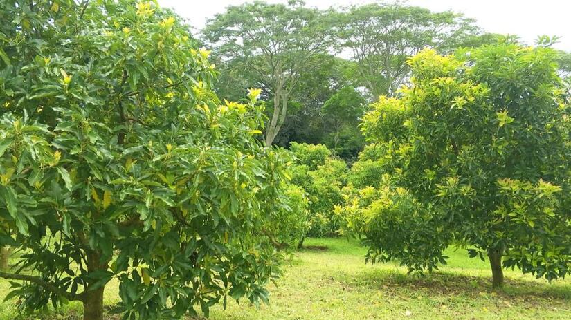 AGUACATE2