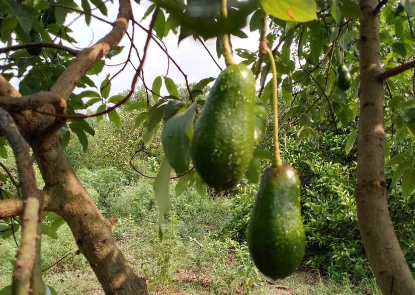 AGUACATE4