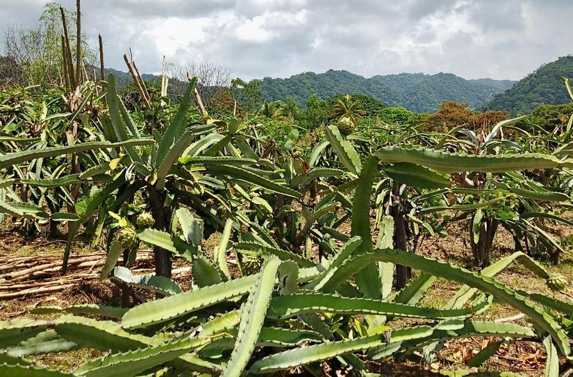 PITAHAYA4
