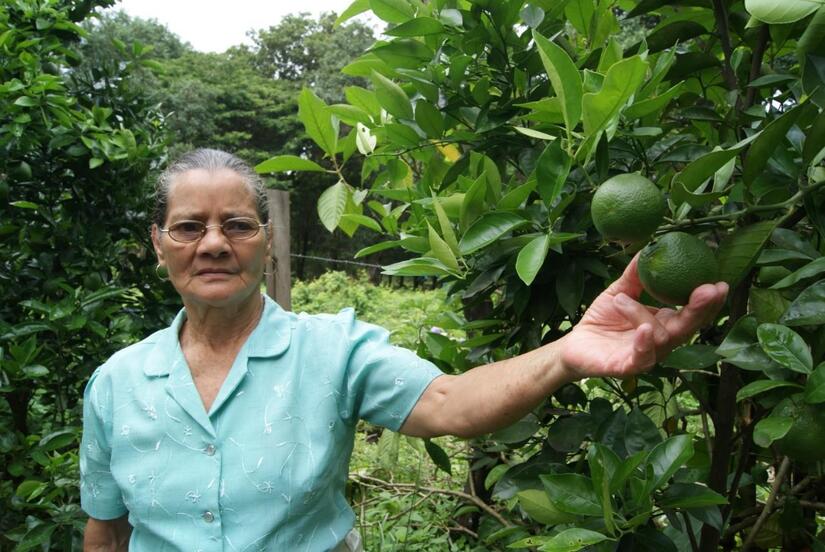 CITRICOS-(1)