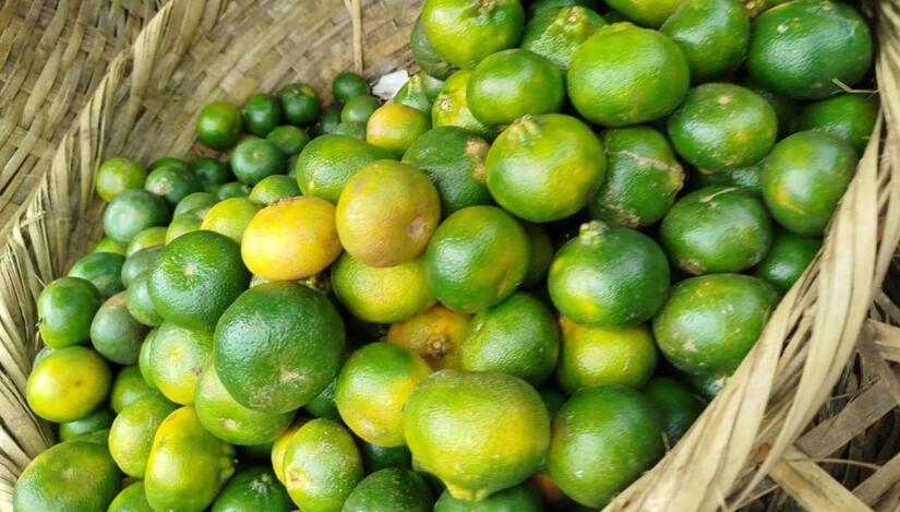 CITRICOS-(4)