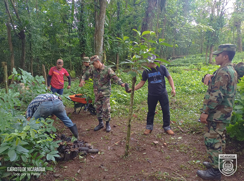 reforestacion2