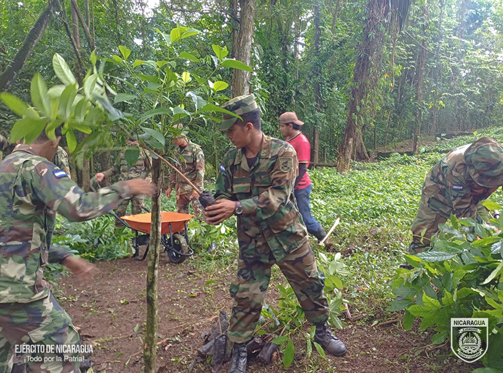 reforestacion4