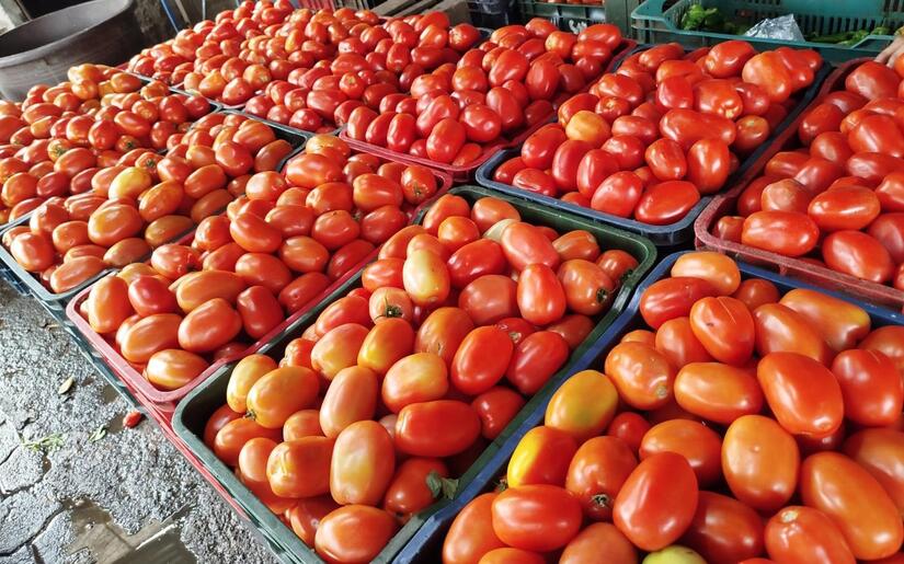 TOMATE1