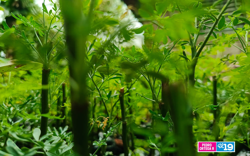 PLANTAS6