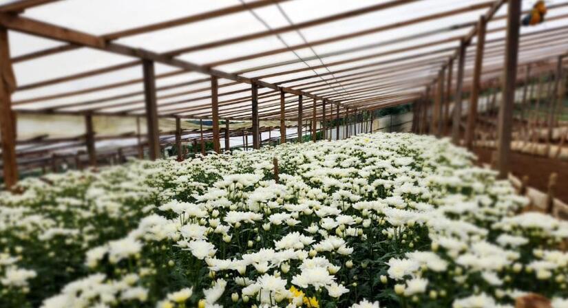 FLORES1