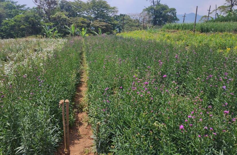 FLORES4