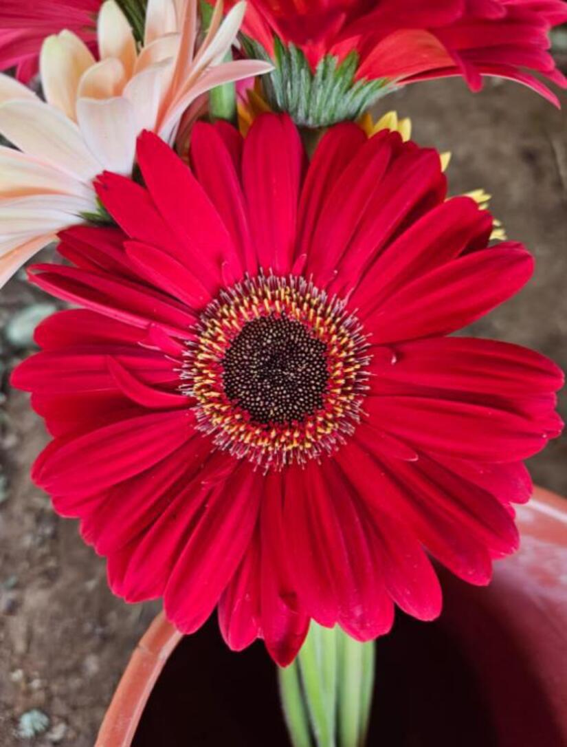 FLORES6