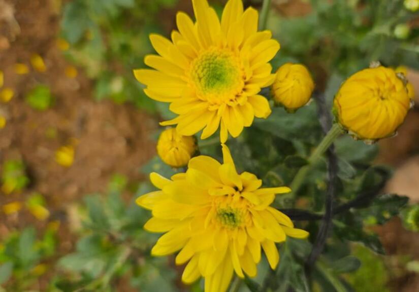 FLORES8