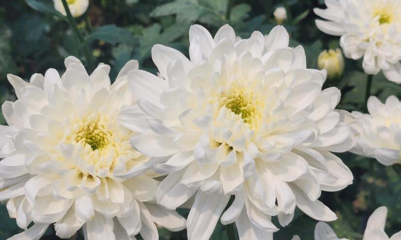 FLORES9