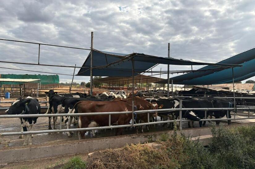 ZIMBABUE5