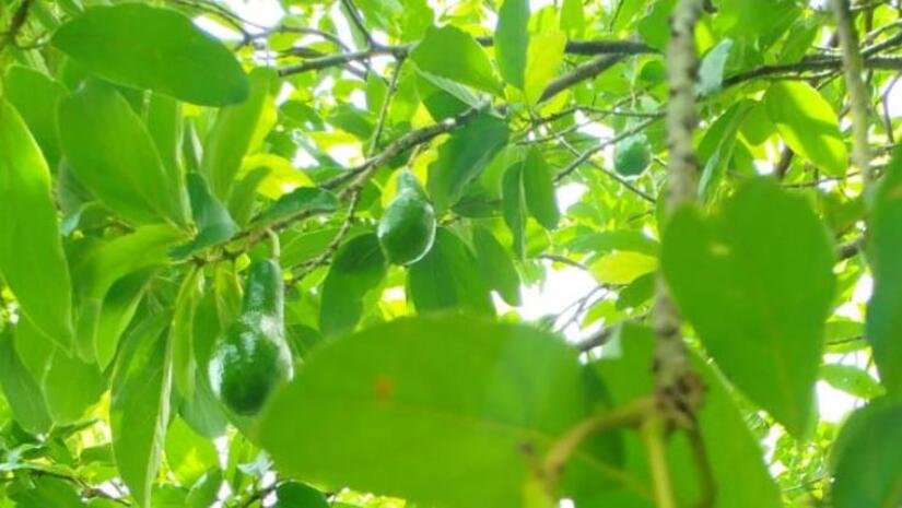 AGUACATE1