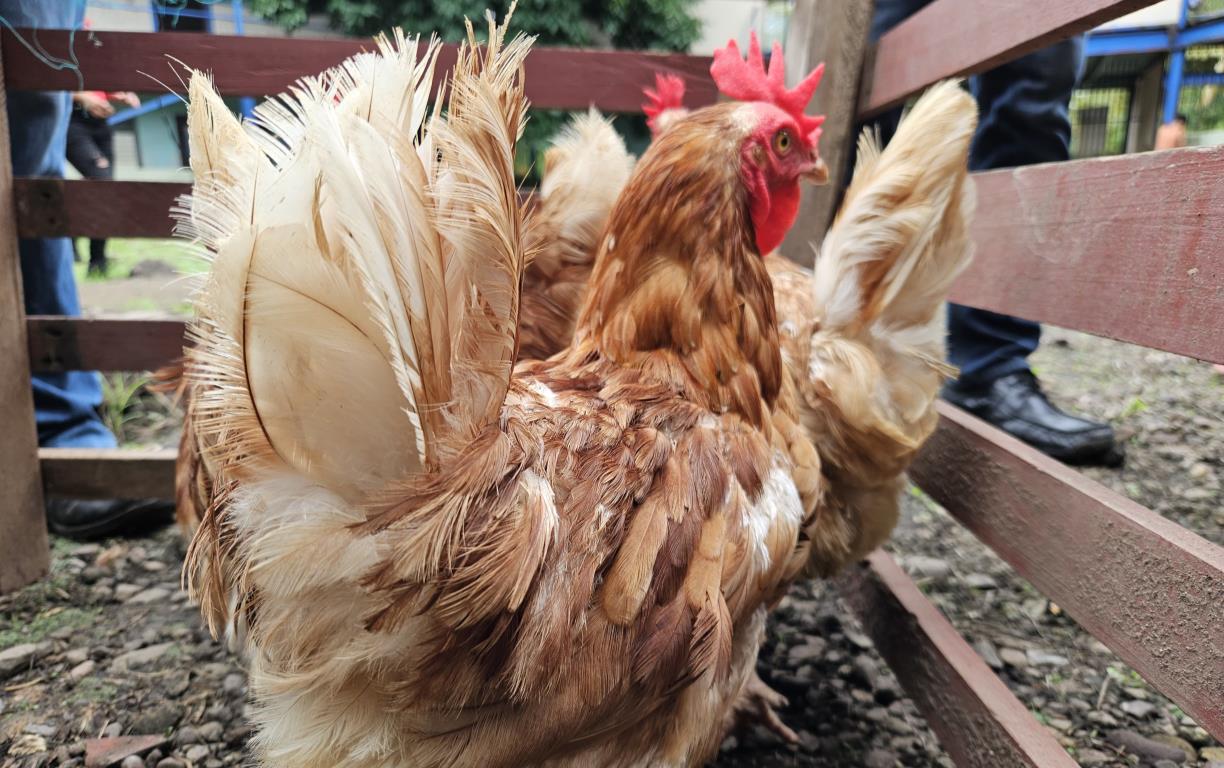 GALLINA5
