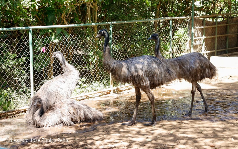 ZOOLOGICO-(13)
