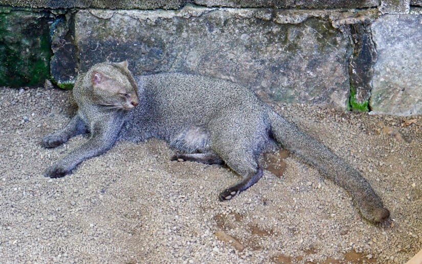 ZOOLOGICO-(14)