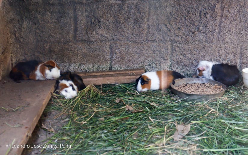 ZOOLOGICO-(15)