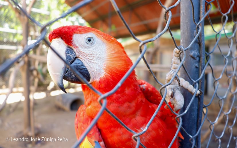 ZOOLOGICO-(26)
