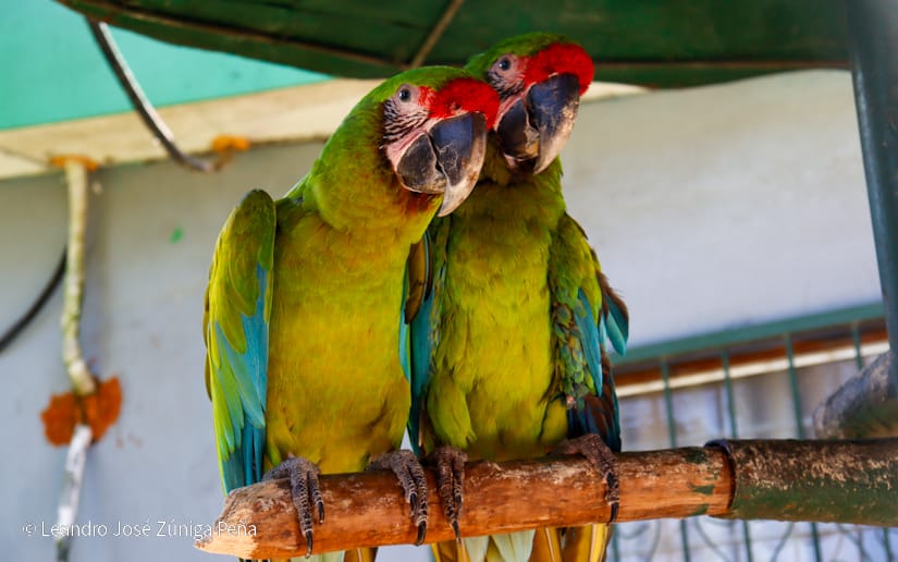 ZOOLOGICO-(29)