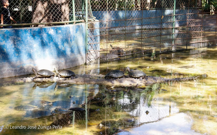 ZOOLOGICO-(3)