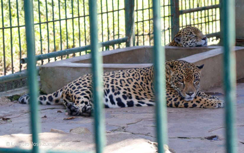ZOOLOGICO-(9)
