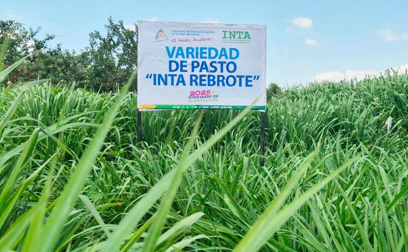 INTA-REBROTE-3
