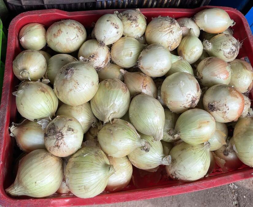 Produccion-de-cebolla-en-Nicaragua-1