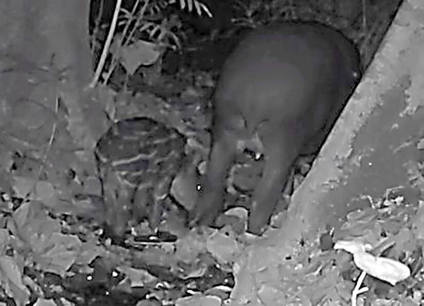 TAPIR4