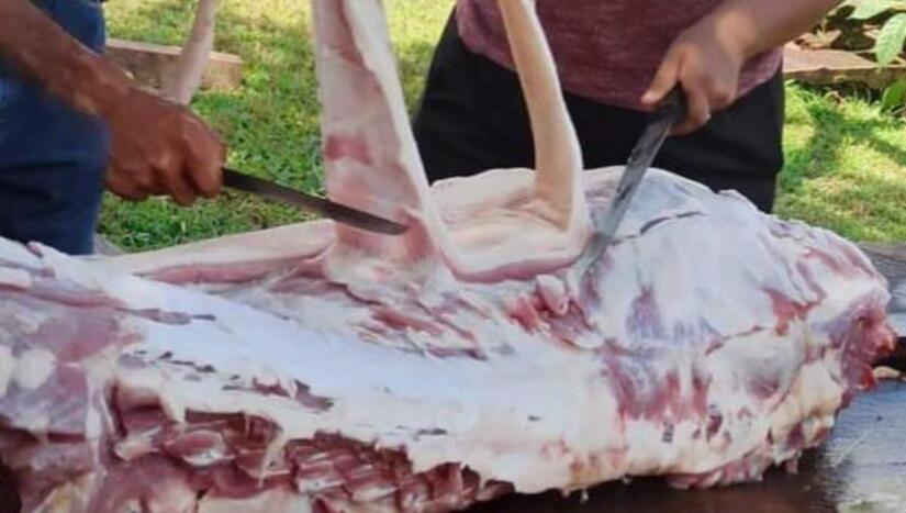 CERDO1