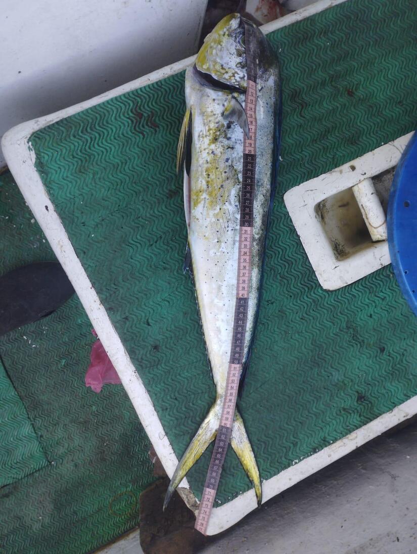 INPESCA2