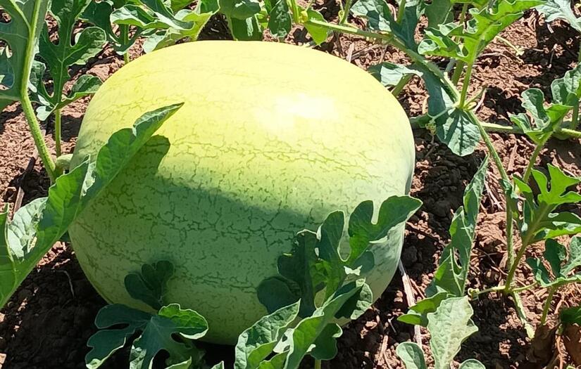 SANDIA-(3)