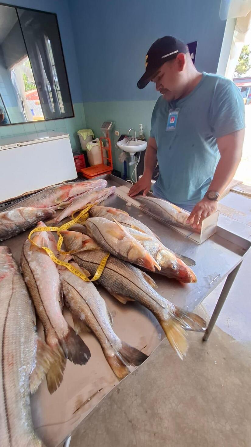INPESCA-6