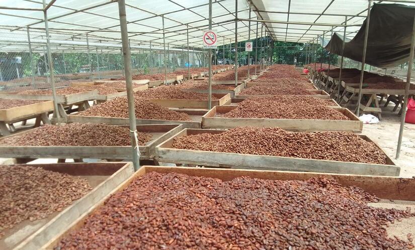 CACAO-(3)