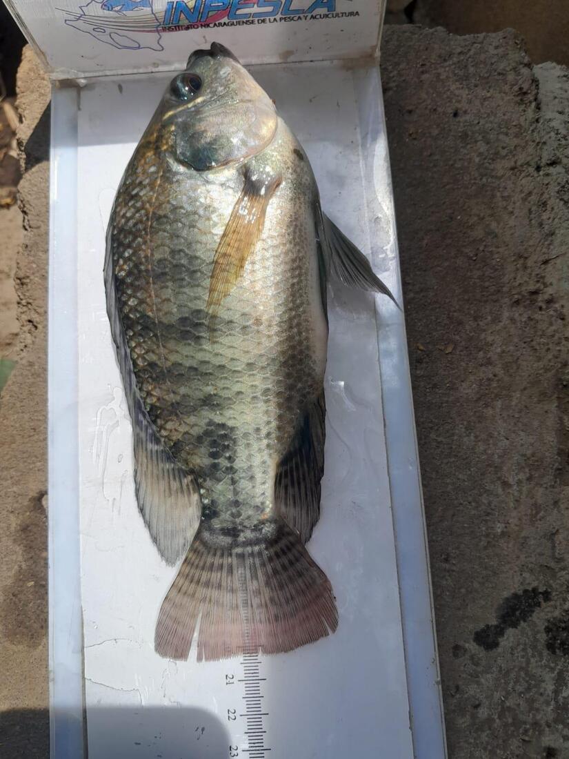 INPESCA-(3)