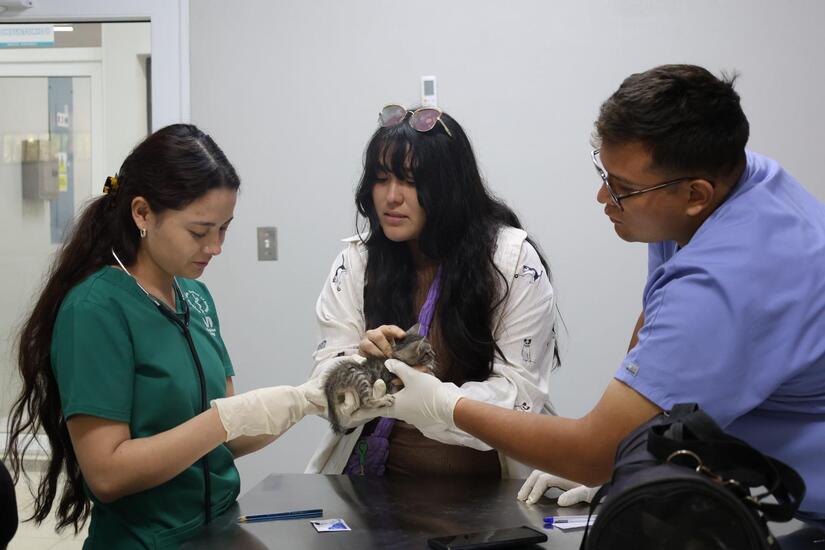 VETERINARIO4
