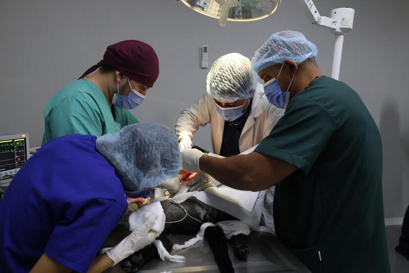 VETERINARIO5