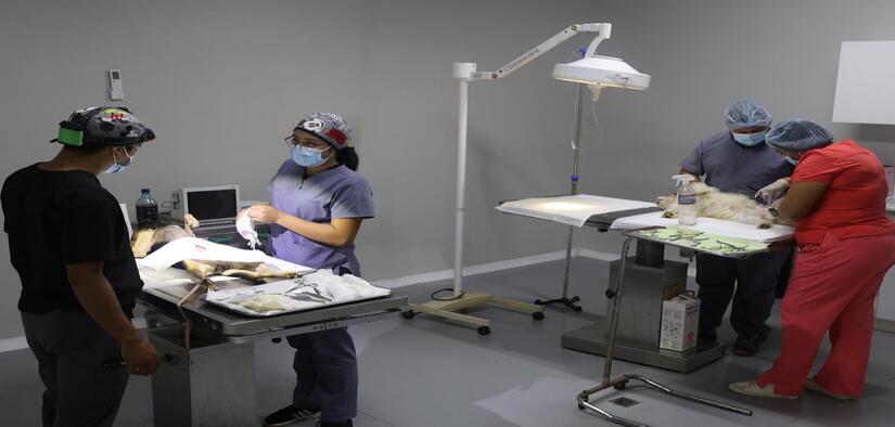 VETERINARIO6