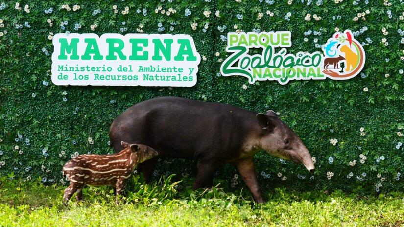 MARENA-1