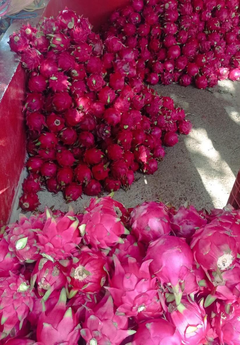 PITAHAYA2