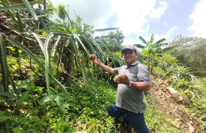 PITAHAYA4