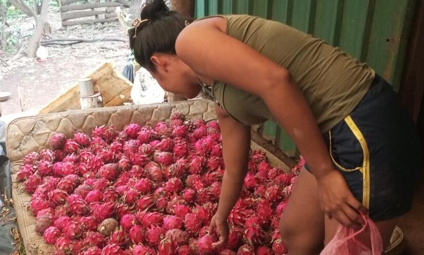 PITAHAYA5