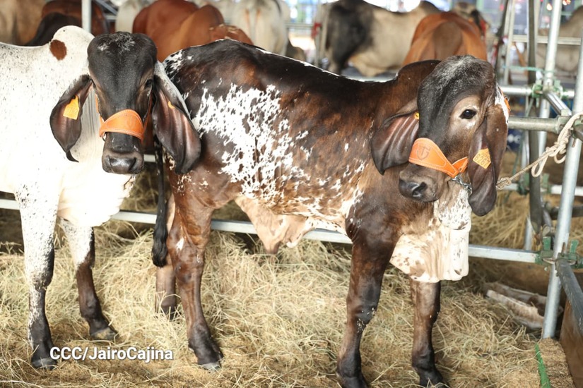 Feria-Ganadera-15