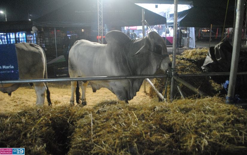 FERIA-(1)