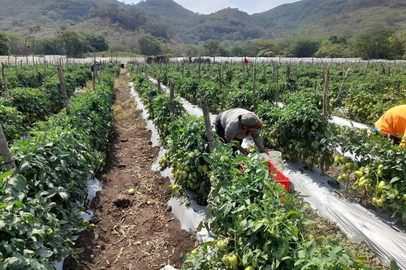 TOMATE1