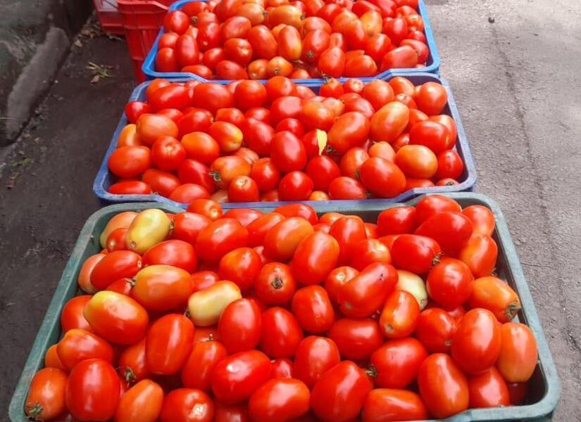 TOMATE3