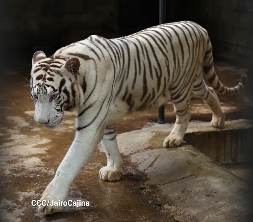 TIGRES14